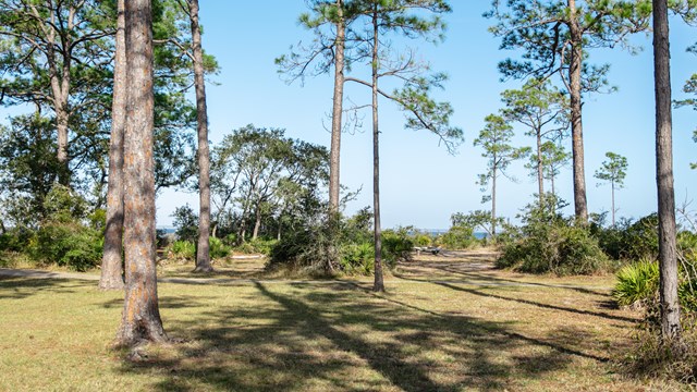 A grassy, open area with picnic tables with trees scattered throughout