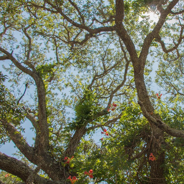 The sun shines through the branches of a tree.