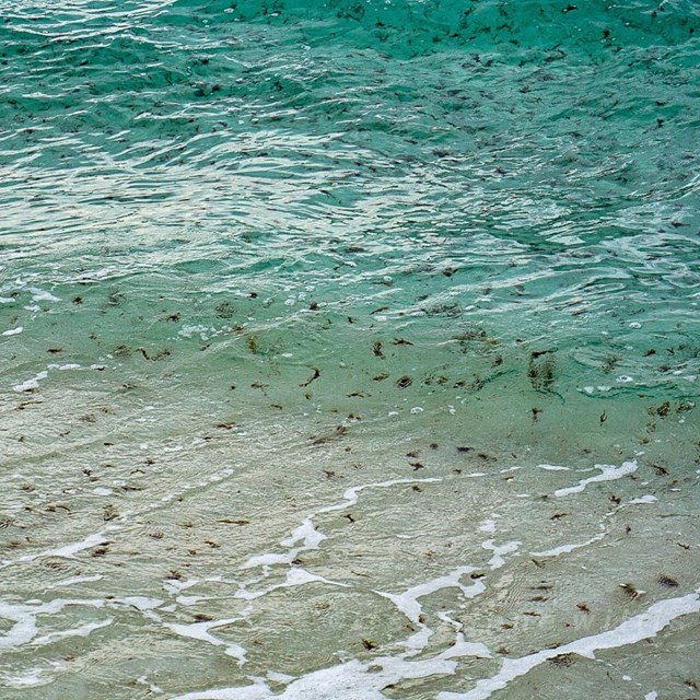 Small brown blooms of sargassum float in the water near shore.