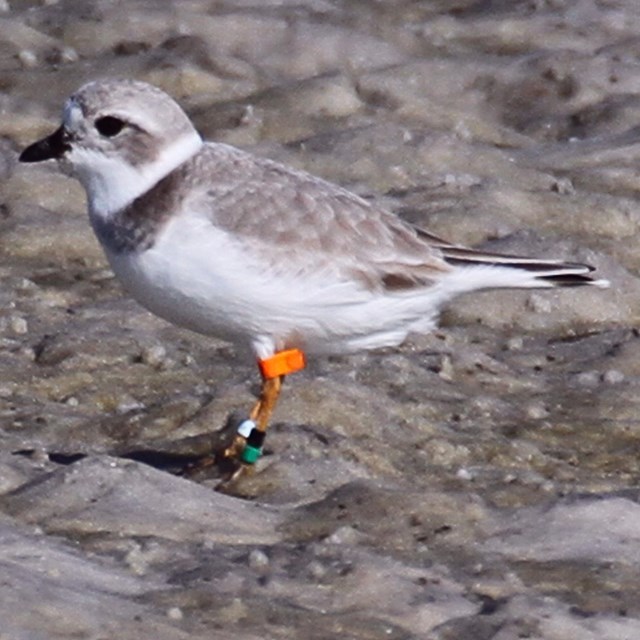 Piping Plover