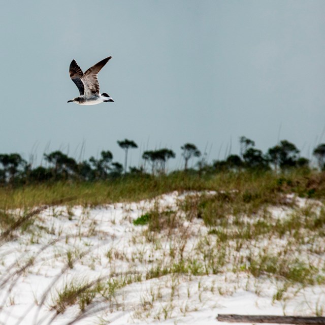 A bird flies low over a beach.