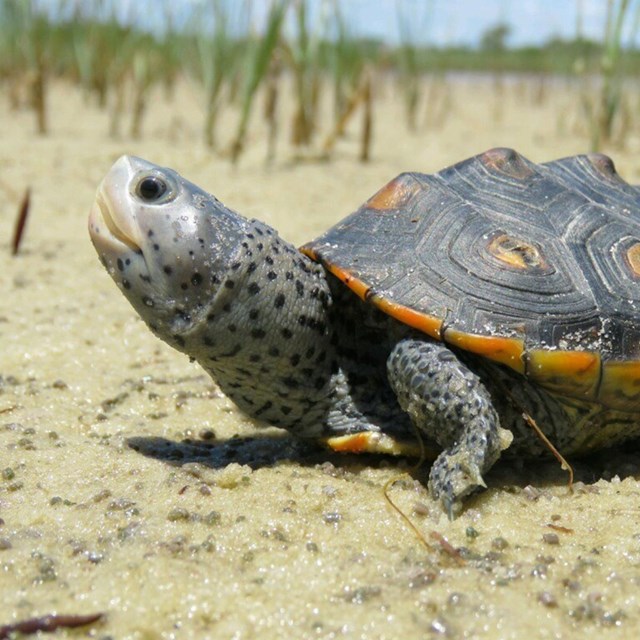 A close up of a diamondback terrapin on sand.