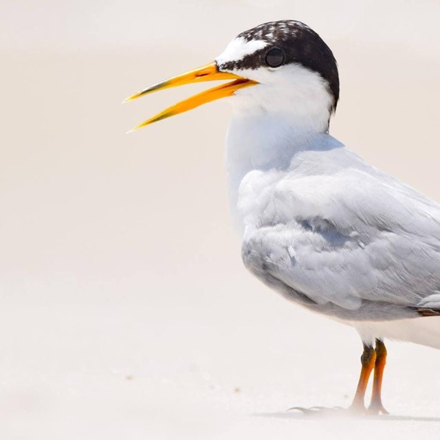 A small, mostly grey shorebird with a black head, stands on a white sand beach.