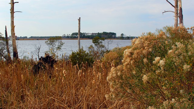 Image of creek in the background with tan and green brush and dead trees in the foreground.