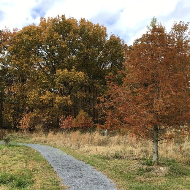 A walking path beside autumnal trees.