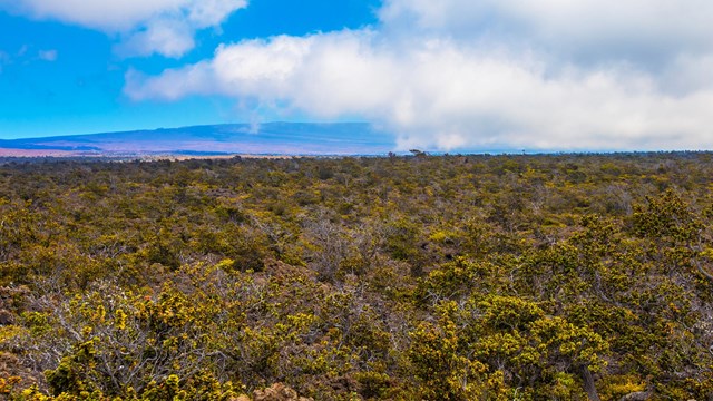 Clouds surround Mauna Loa beyond a lava field