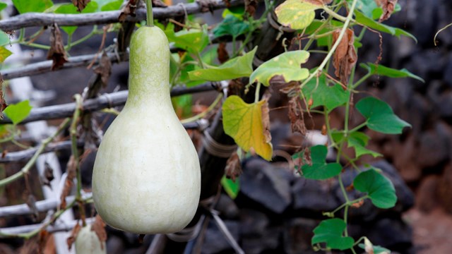 A gourd hanging in a garden