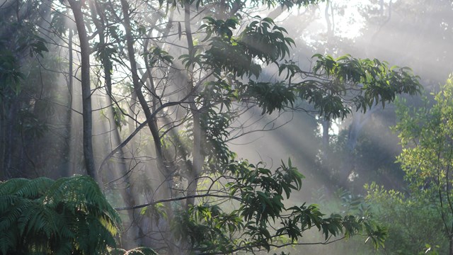 Morning rays of sunshine through forest trees