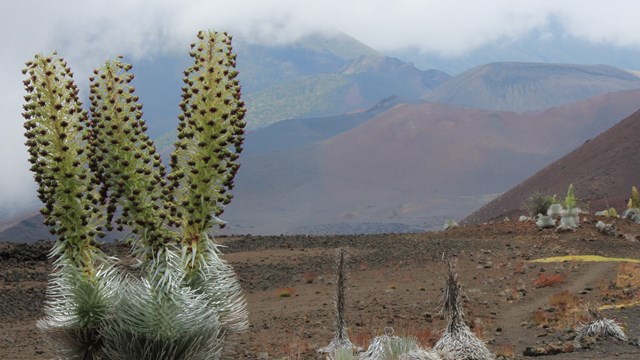 Plants with green spikes protrude from a silver base amongst volcanic landscape