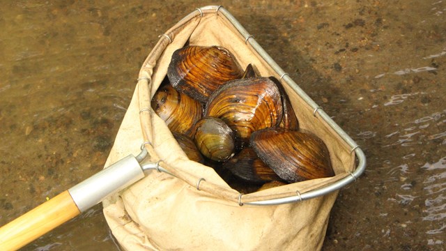 mini mussels in a net ready to be measured and returned to Cub Creek