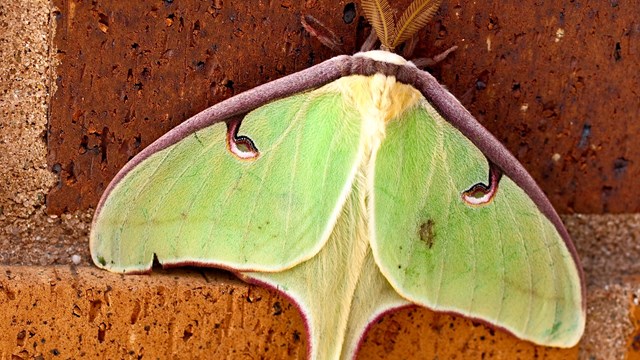 Luna moth on a brick wall