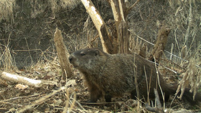 Muskrat looking at a trail camera