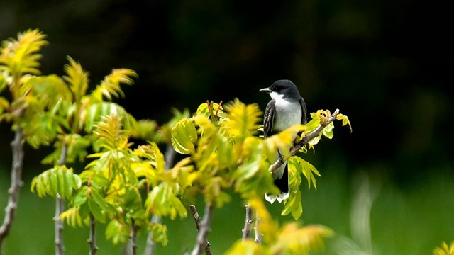 Bird in the prairie