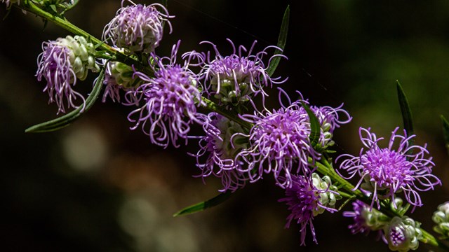 A lavender colored flower with tendril like petals.