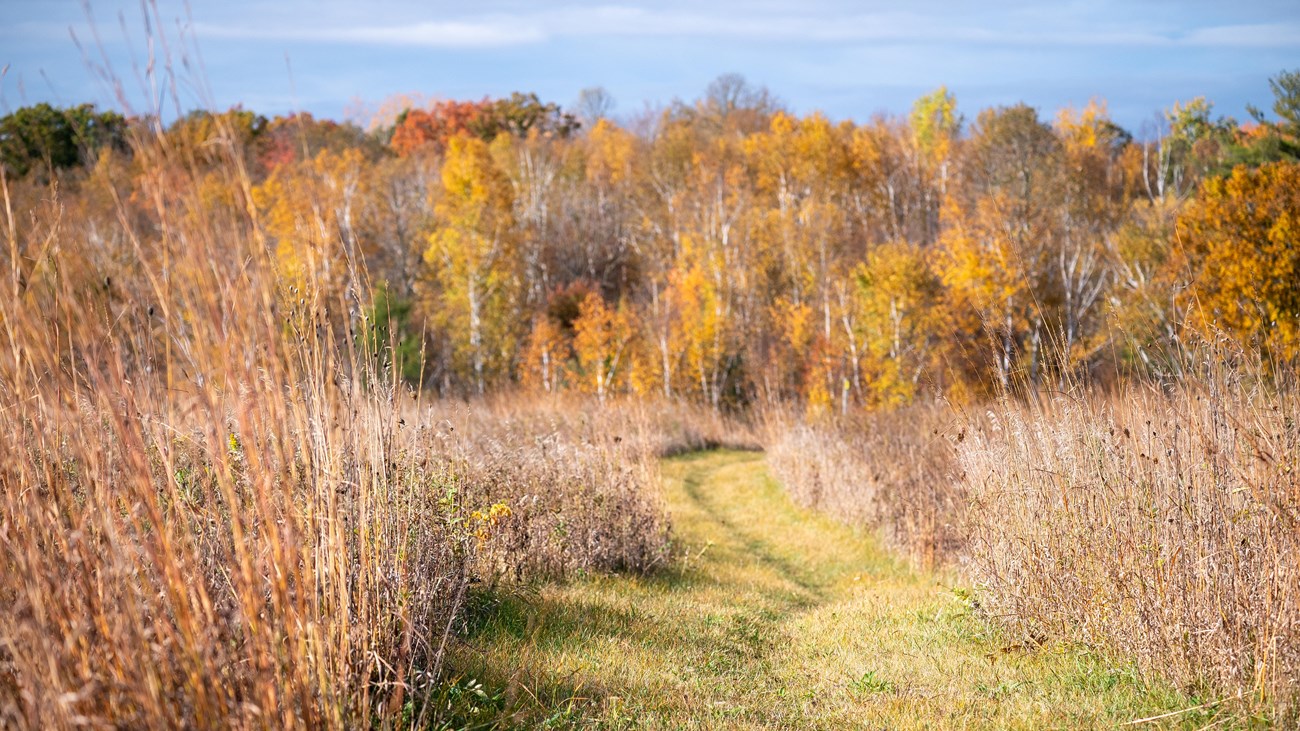 Photograph of trail through tall grass with fall-colored trees in the background.