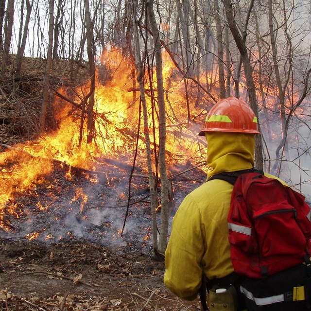 Indiana Dunes Prescribed Fires