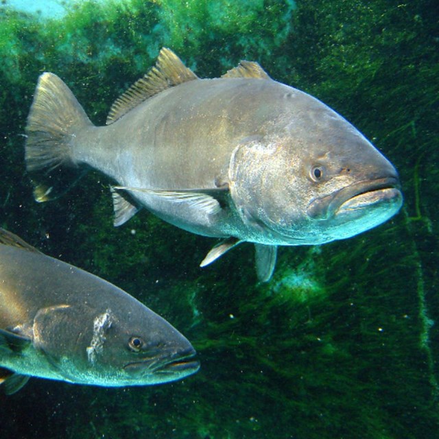 White Seabass © Laurel Bartels, Friends of La Jolla Shores