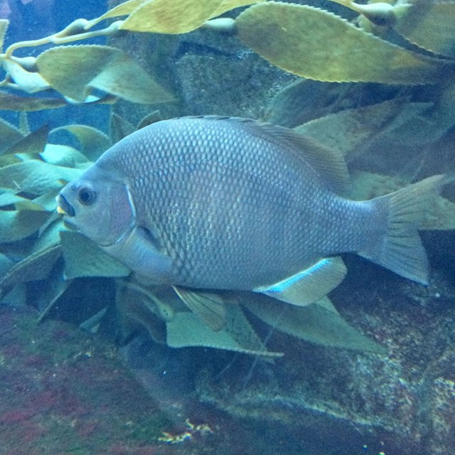 Black Surfperch © Minustide