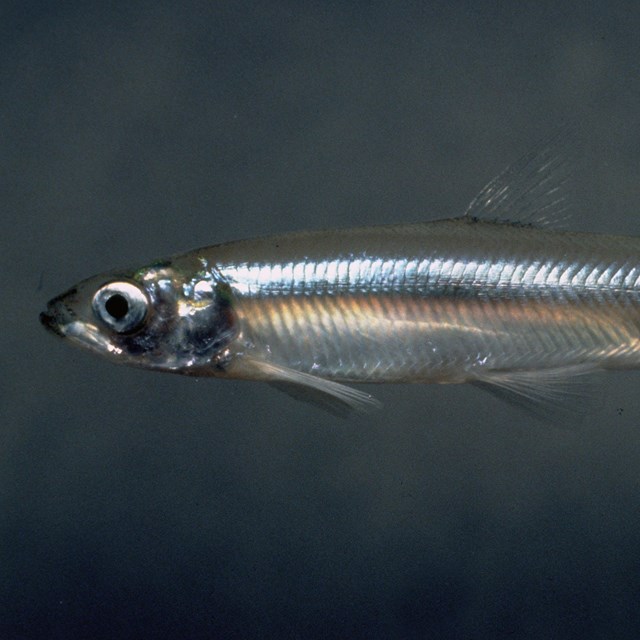 Smelt, USFWS