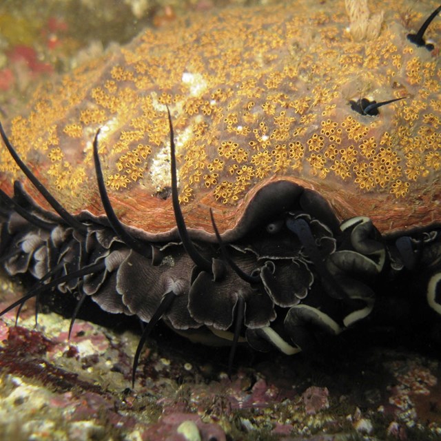 Abalone - NPS