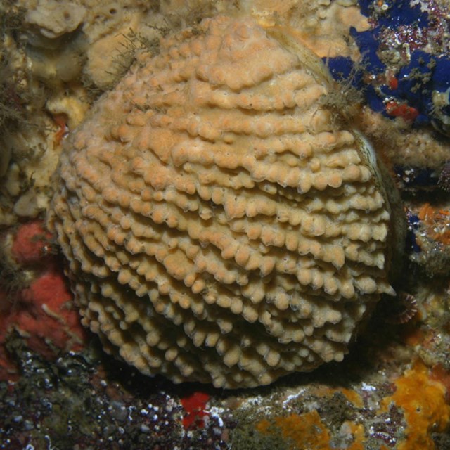 Rock Scallop - NOAA