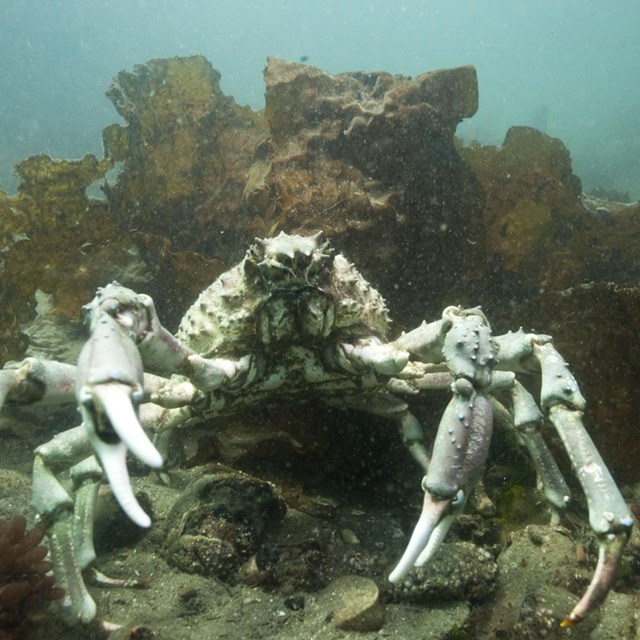 Sheep Crab - NOAA