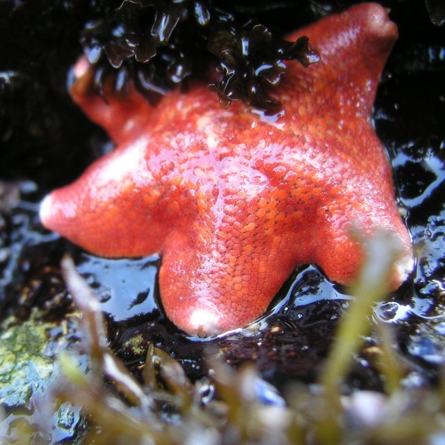 Bat Star - NPS