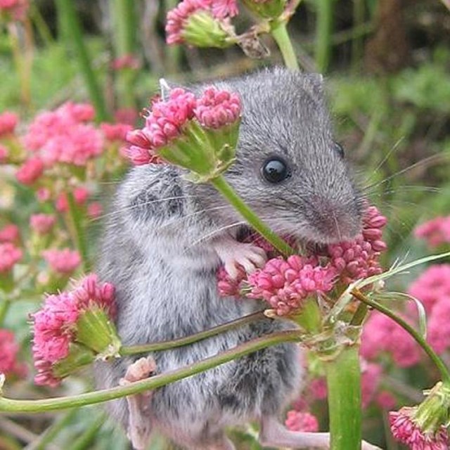 Island Deer Mouse. ©Cathy Schwemm