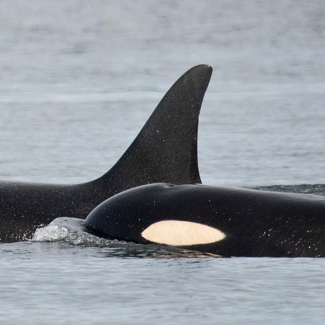 Orca. ©Tim Hauf, timhaufphotography.com