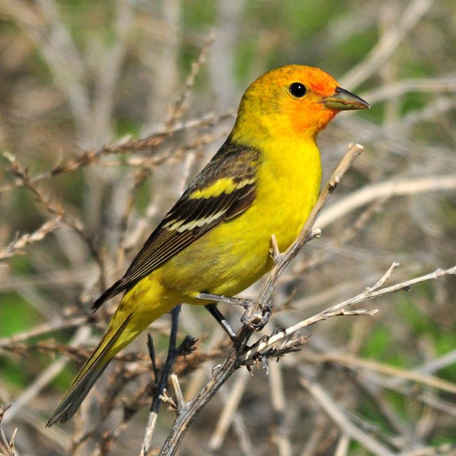 Western Tanager - USFWS