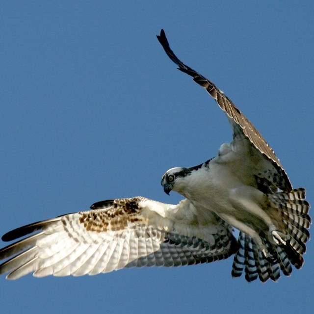 Osprey - USFWS