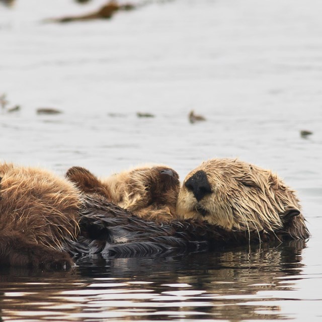 Sea Otter. ©Tim Hauf, timhaufphotography.com