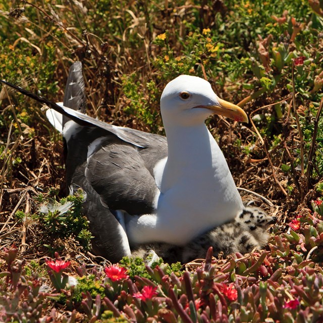 Western Gull - ©Tim Hauf, timhaufphotography.com