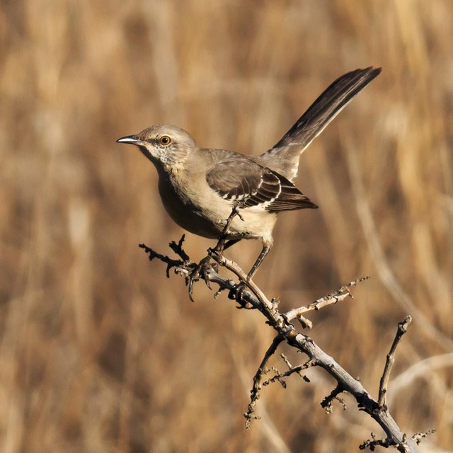 Northern Mockingbird ©Tim Hauf, timhaufphotography.com