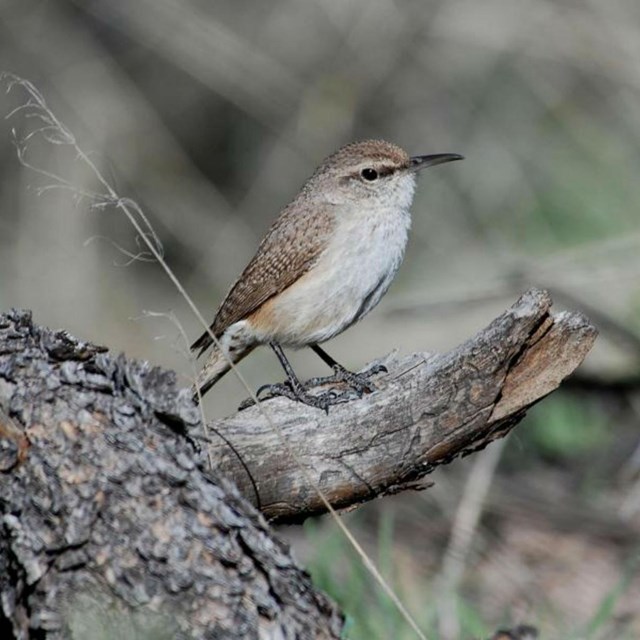 Rock Wren - NPS