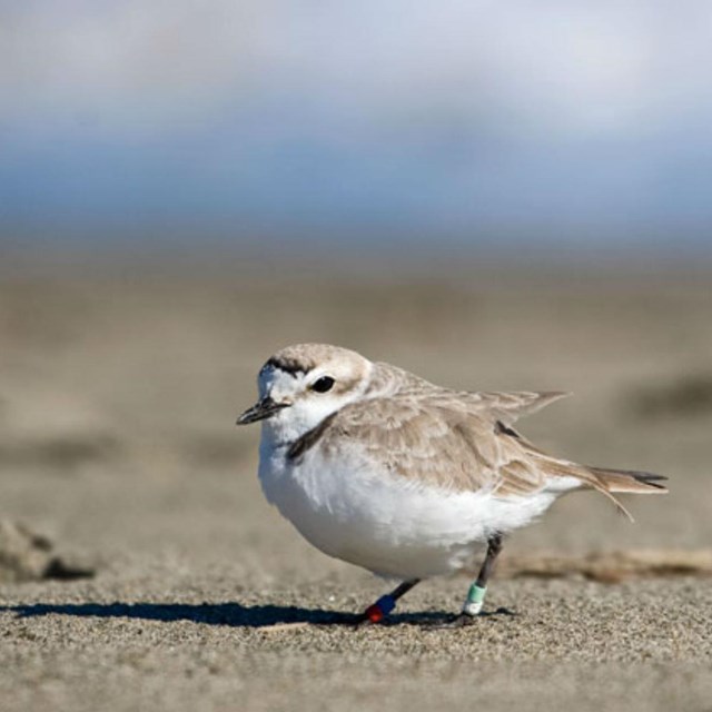 Snowy Plover - NPS
