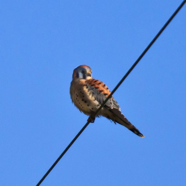 American Kestrel - ©Tim Hauf, timhaufphotography.com