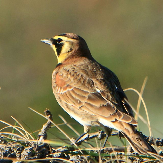 Horned Lark - ©Tim Hauf, timhaufphotography.com