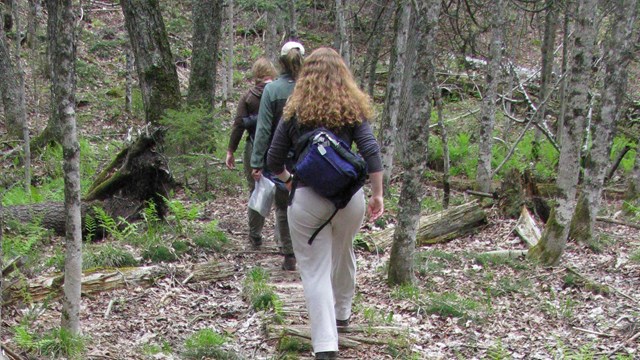 People hike on a trail up hill to a ridge surrounded by forest. 