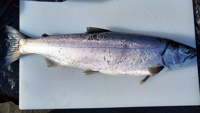 A whole fish on a cutting board