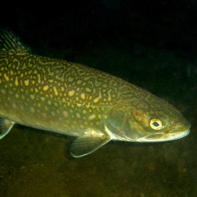 A large green fish with silver worm-like markings underwater