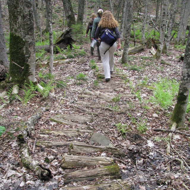 People hike on a trail up hill to a ridge surrounded by forest. 