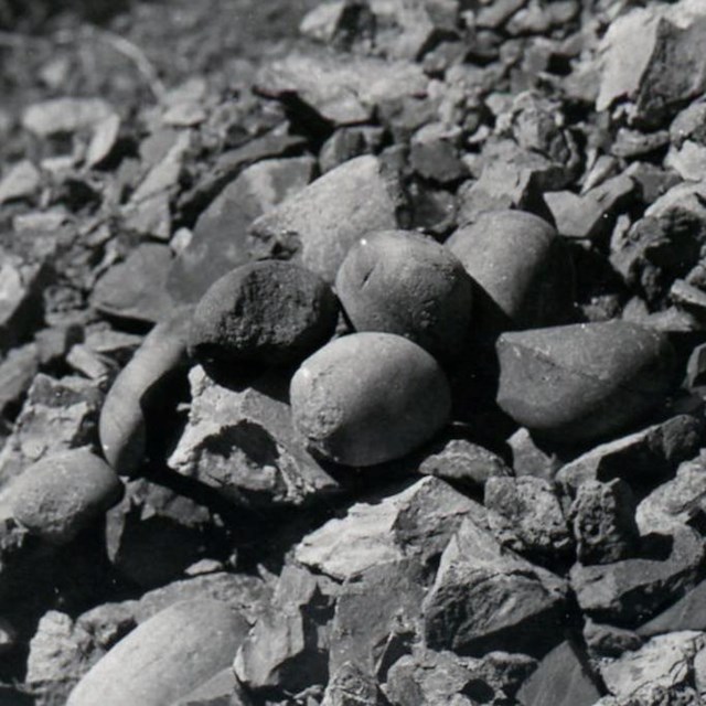 hammerstones atop spent rock pile at McCargoe's Cove