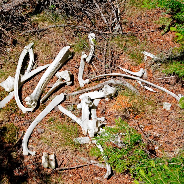 A pile of moose bones lay in dirt. 