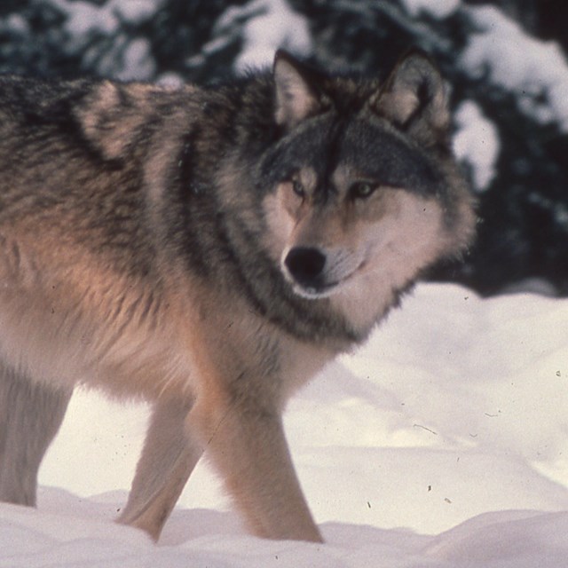 Wolf on the prowl through a snowy forest