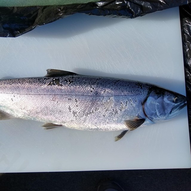 A whole fish on a cutting board