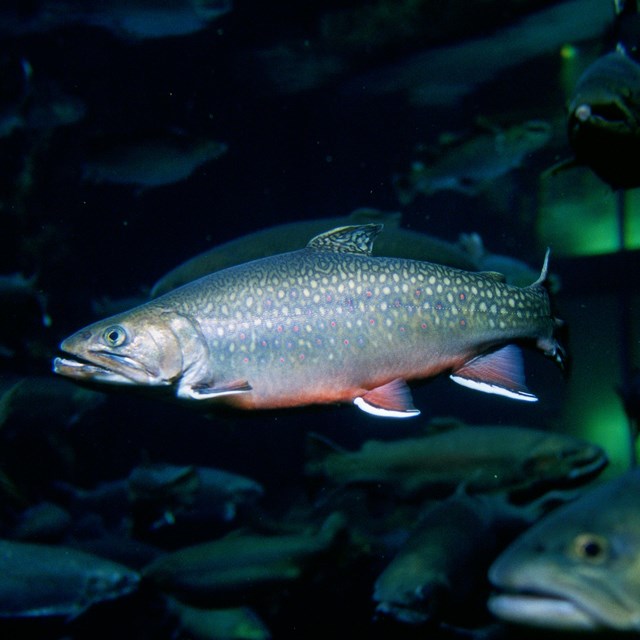 A fish swims underwater