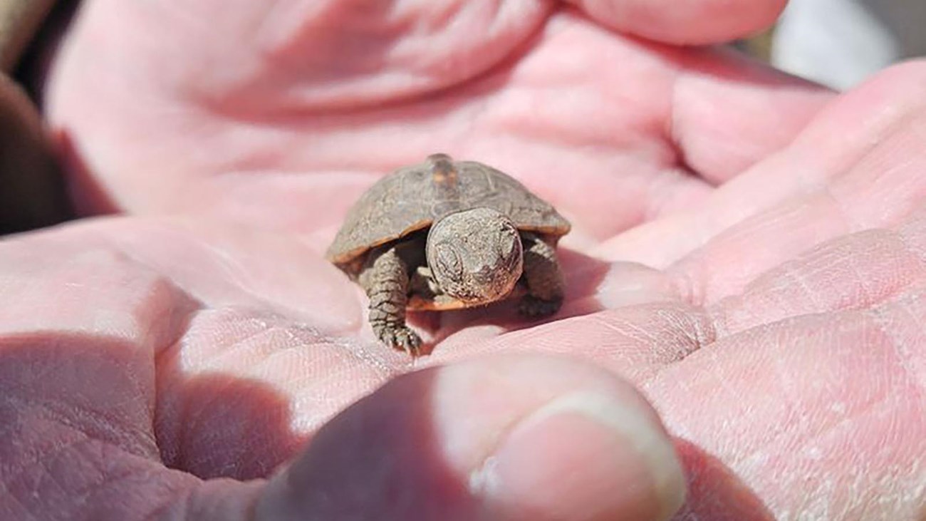 turtle in hand