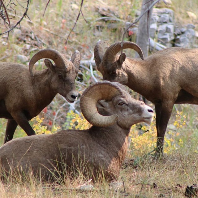 Three big horn sheep, one is sitting down