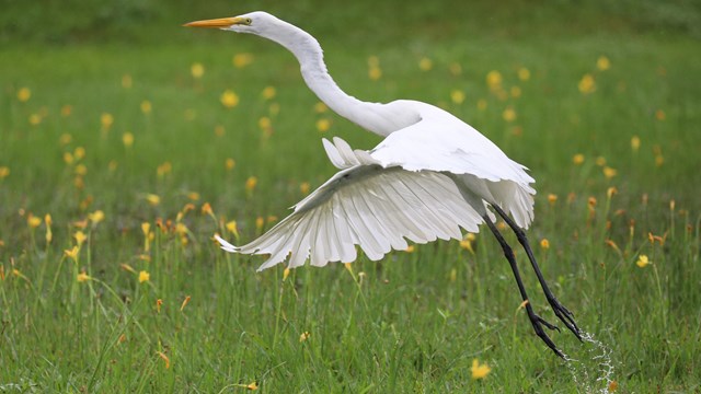 A large white bird taking flight in flooded grass